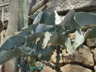Sommerurlaub 2009 in San Remo 227.jpg