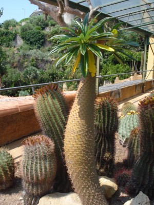 Sommerurlaub 2009 in San Remo 226.jpg