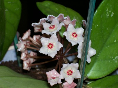 Hoya.jpg