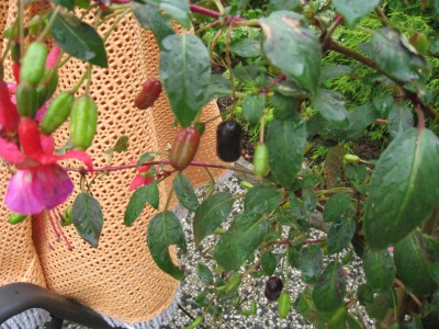 Fuchsien 011.JPG
