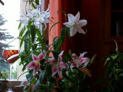 Lilien im Wohnzimmer.jpg