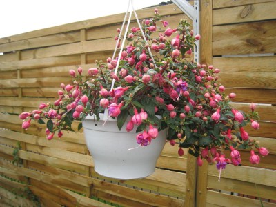 Fuchsien 007.JPG
