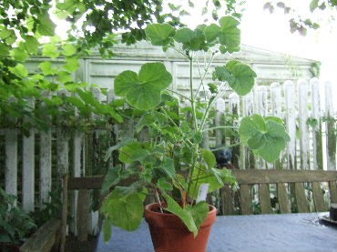 DSCF8542.JPG