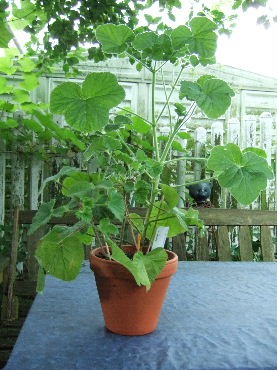 DSCF8541.JPG