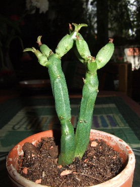DSCF8549.JPG