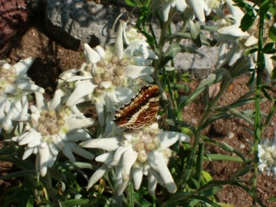 Edelweiß-Schmetterling.JPG