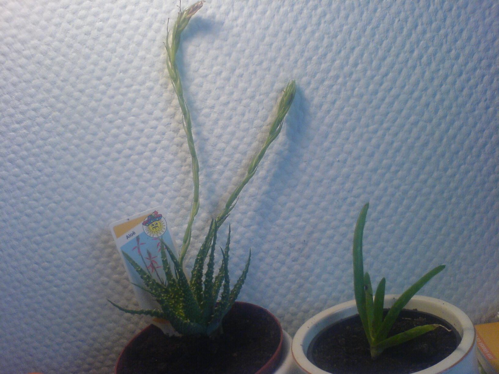 Hilfe Schdlinge an Aloevera Pflanzen  Pflanzenkrankheiten & Schdlinge   GREEN24 Pflanzen & Garten Forum