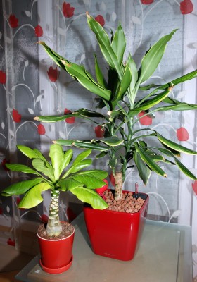 palm01.jpg
