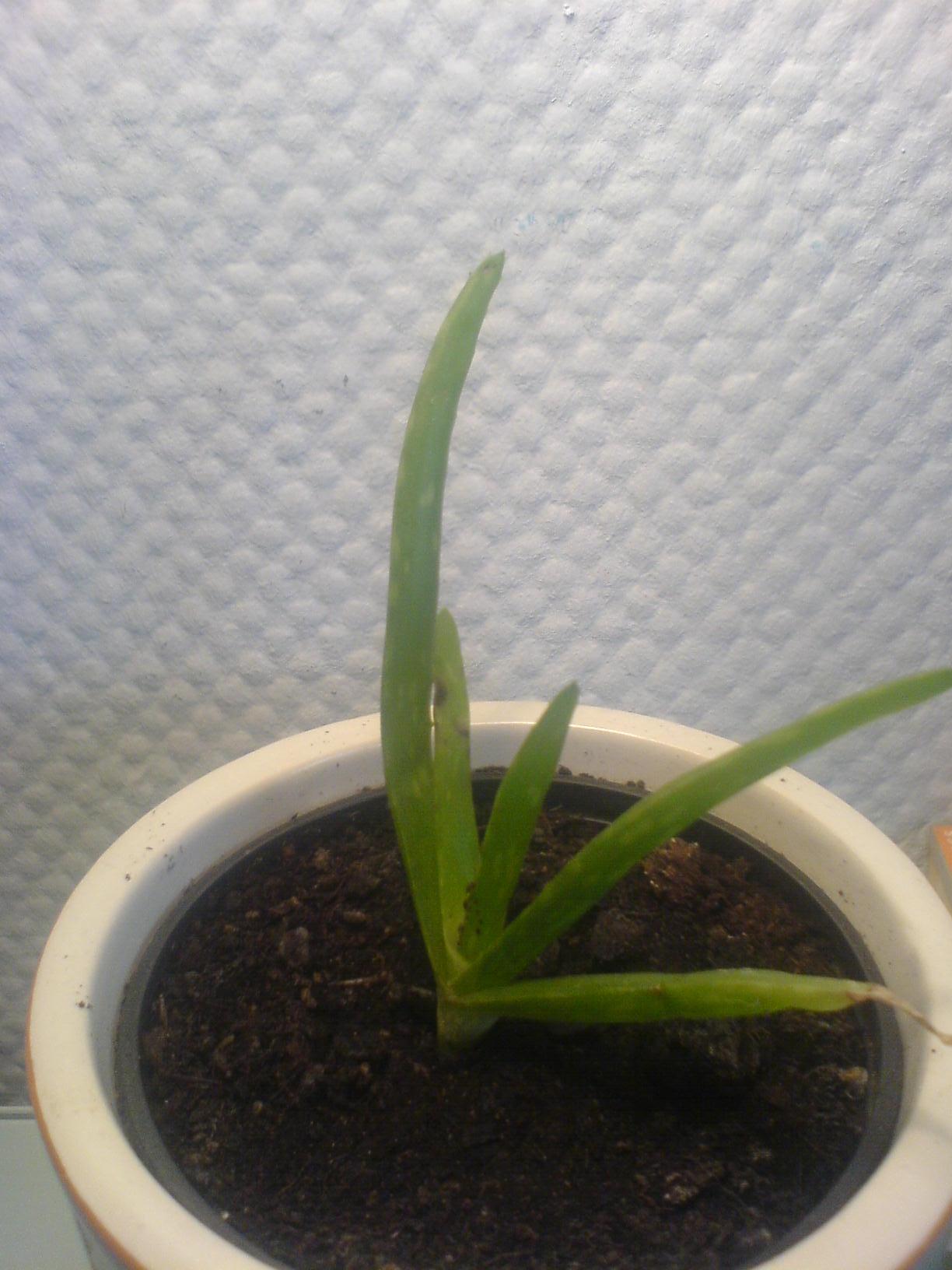 Hilfe Schdlinge an Aloevera Pflanzen  Pflanzenkrankheiten & Schdlinge   GREEN24 Pflanzen & Garten Forum