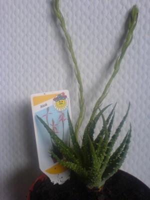 Fotos 111.jpg