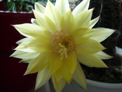 Echinopsis_aurea.JPG