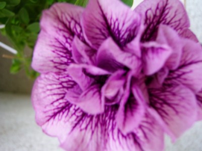 Petunie-lila-gefüllt.JPG