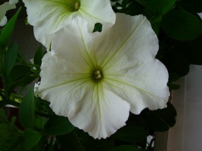 Petunie-weiß.JPG