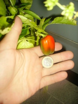 Paprika.jpg