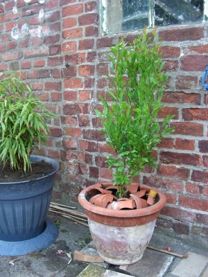 DSCN5132.jpg