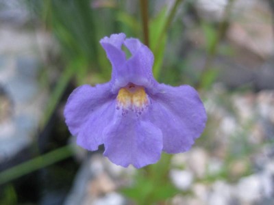 IMG_Gauklerblume blau.JPG