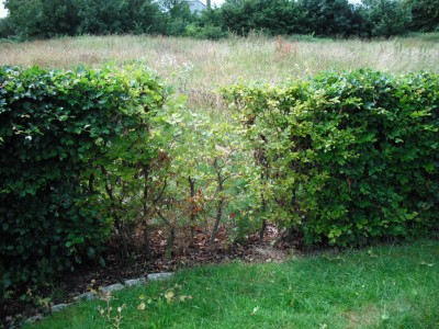 hecke.JPG