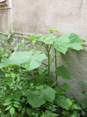 P1050324.JPG