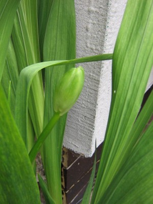 Gladiole.JPG