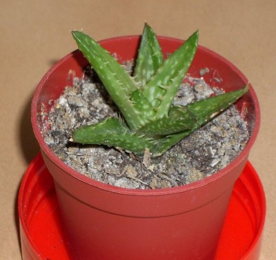 Dieters Aloe am 11.07.2009.jpg
