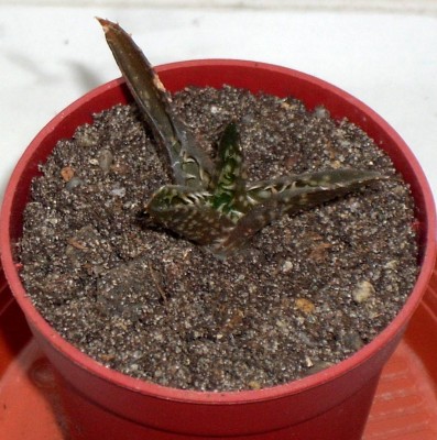 Dieters Aloe am 14.05.2009.jpg
