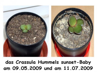 Crassula Hummels sunset.jpg