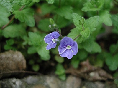 Bodendecker blau4.jpg