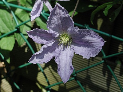 Clematis hellblau1.jpg