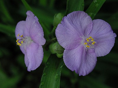 Dreimaster hell2.jpg