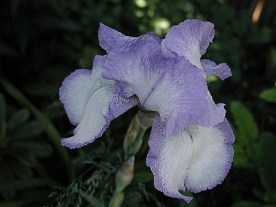 bartiris hellblau1.jpg