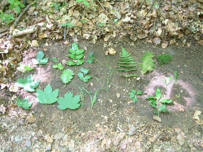DSCF0069.JPG