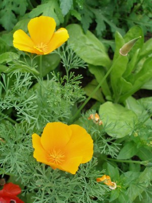 Kalifornischer Mohn.jpg