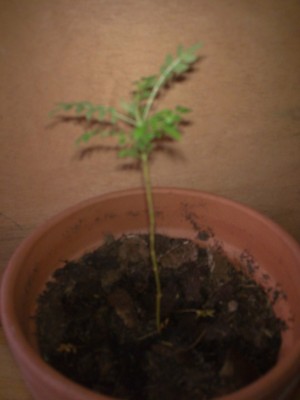 Jacaranda1.jpg