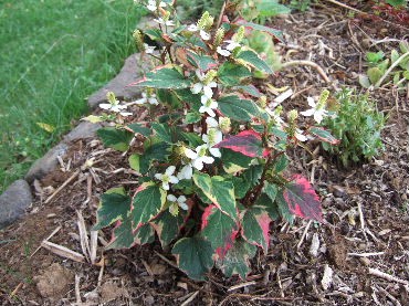 DSCF8599.JPG