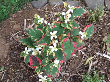 DSCF8598.JPG