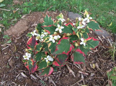 DSCF8597.JPG
