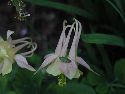 Untier aus Akelei1.jpg