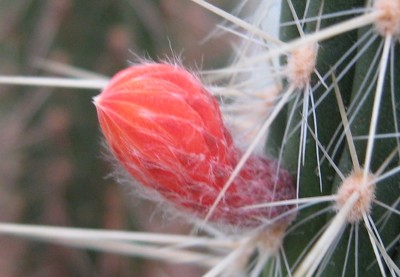 IMG_2247 Cleistocactus baumannii weiß.jpg