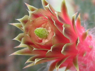 IMG_2254 Cleistocactus smaragdiflorus.jpg