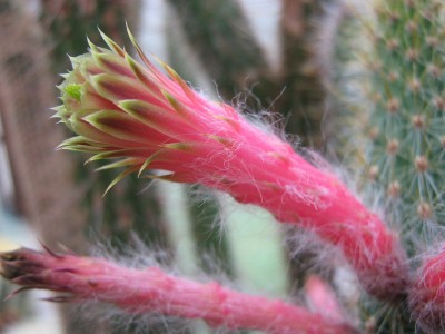 IMG_2244 Cleistocactus smaragdiflorus.jpg