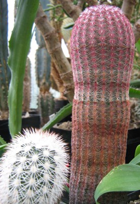 IMG_2226 Echinocereus rigidissimus v_rubispinus.jpg