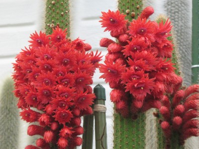 IMG_2187 Bolivicereus samiaipatanus v_multiflorus.jpg