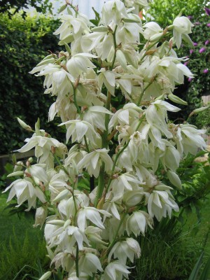 IMG_2185 Yucca filamentosa.jpg