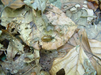 DSCF0057.JPG