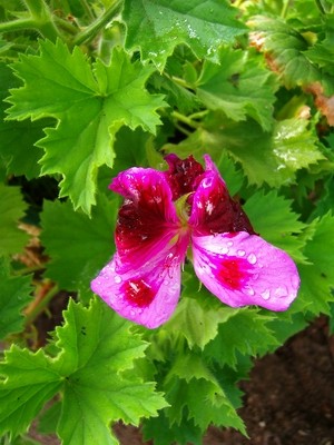 Pelargonie-3.JPG