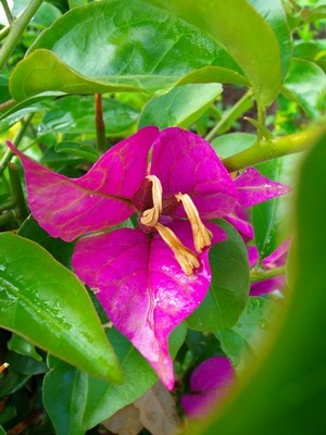 Bougainvillea.JPG