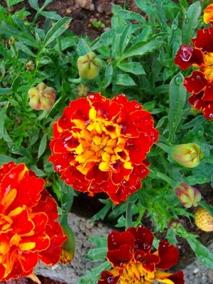 Tagetes-3.JPG