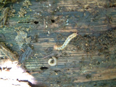 DSCF0050.JPG