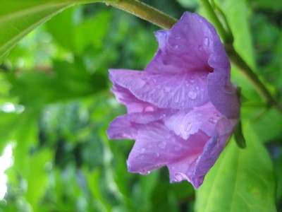 IMG_7157.JPG