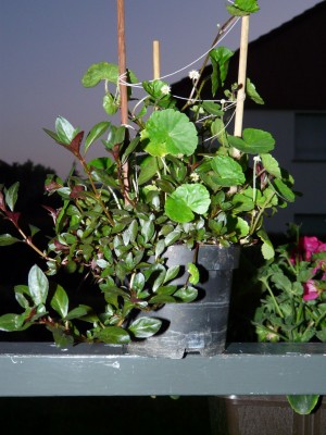 P1080006.JPG
